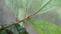 Rhododendron oldhamii