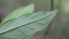 Rhododendron oldhamii