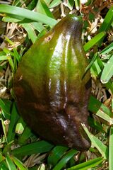 Virotia angustifolia