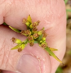 Euthamia graminifolia