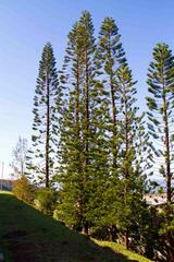 Araucaria columnaris
