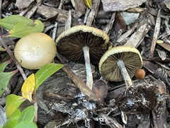 Psilocybe allenii