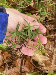 Euthamia graminifolia
