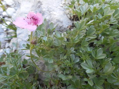 Potentilla nitida