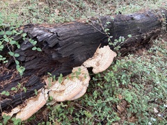 Laetiporus cincinnatus