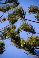Araucaria columnaris
