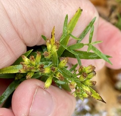 Euthamia graminifolia