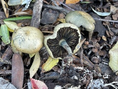 Psilocybe allenii