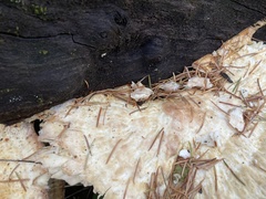 Laetiporus cincinnatus