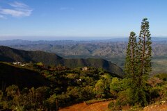 Araucaria