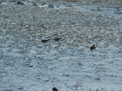 Tympanuchus phasianellus