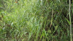 Panicum sarmentosum