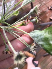 Podosphaera leucotricha