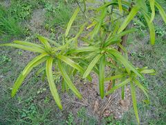 Planchonella cinerea