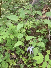 Clematis occidentalis grosseserrata