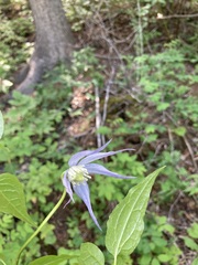 Clematis occidentalis grosseserrata