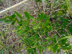 Jasminum simplicifolium