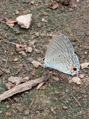 Catochrysops strabo strabo