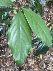 Neolitsea dealbata