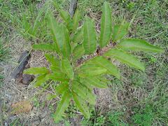 Lepidocupania arcuata