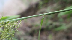Panicum sarmentosum