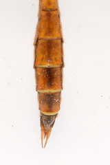 Tipula apicalis