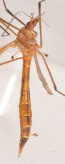 Tipula apicalis