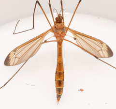 Tipula apicalis