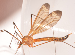 Tipula apicalis