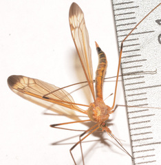 Tipula apicalis