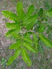 Lepidocupania arcuata