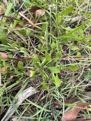 Sphaeromorphaea australis