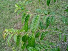 Diospyros fasciculosa