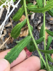 Baccharis plummerae plummerae