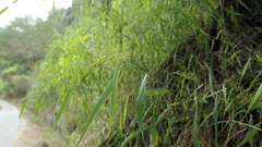 Panicum sarmentosum