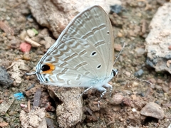 Catochrysops strabo strabo