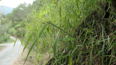 Panicum sarmentosum