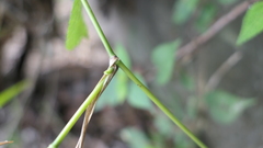 Panicum sarmentosum