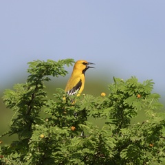 Icterus nigrogularis