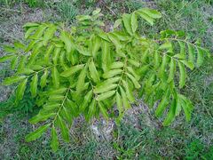 Sapindaceae