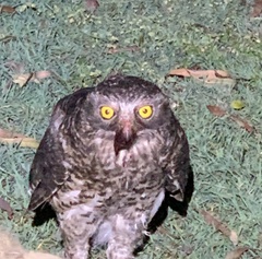 Ninox strenua