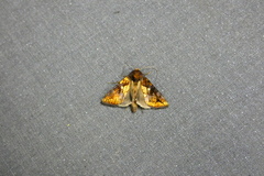 Argyrogramma verruca
