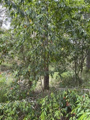 Petalostigma triloculare
