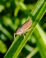 Apogonalia mediolineata