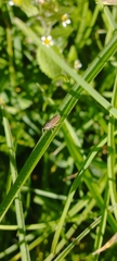 Apogonalia mediolineata