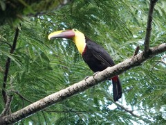 Ramphastos ambiguus