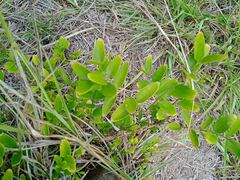 Jasminum simplicifolium