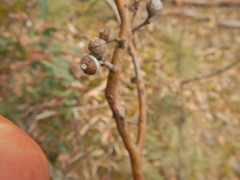 Eucalyptus macrorhyncha