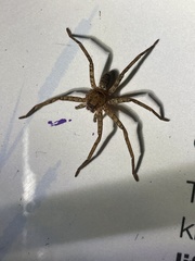 Heteropodinae
