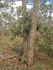 Eucalyptus macrorhyncha